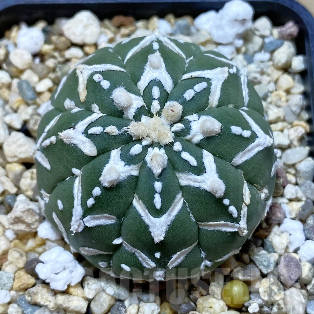 SHPR42178 Astrophytum asterias ‘Super Kabuto’ V-type f. nudum