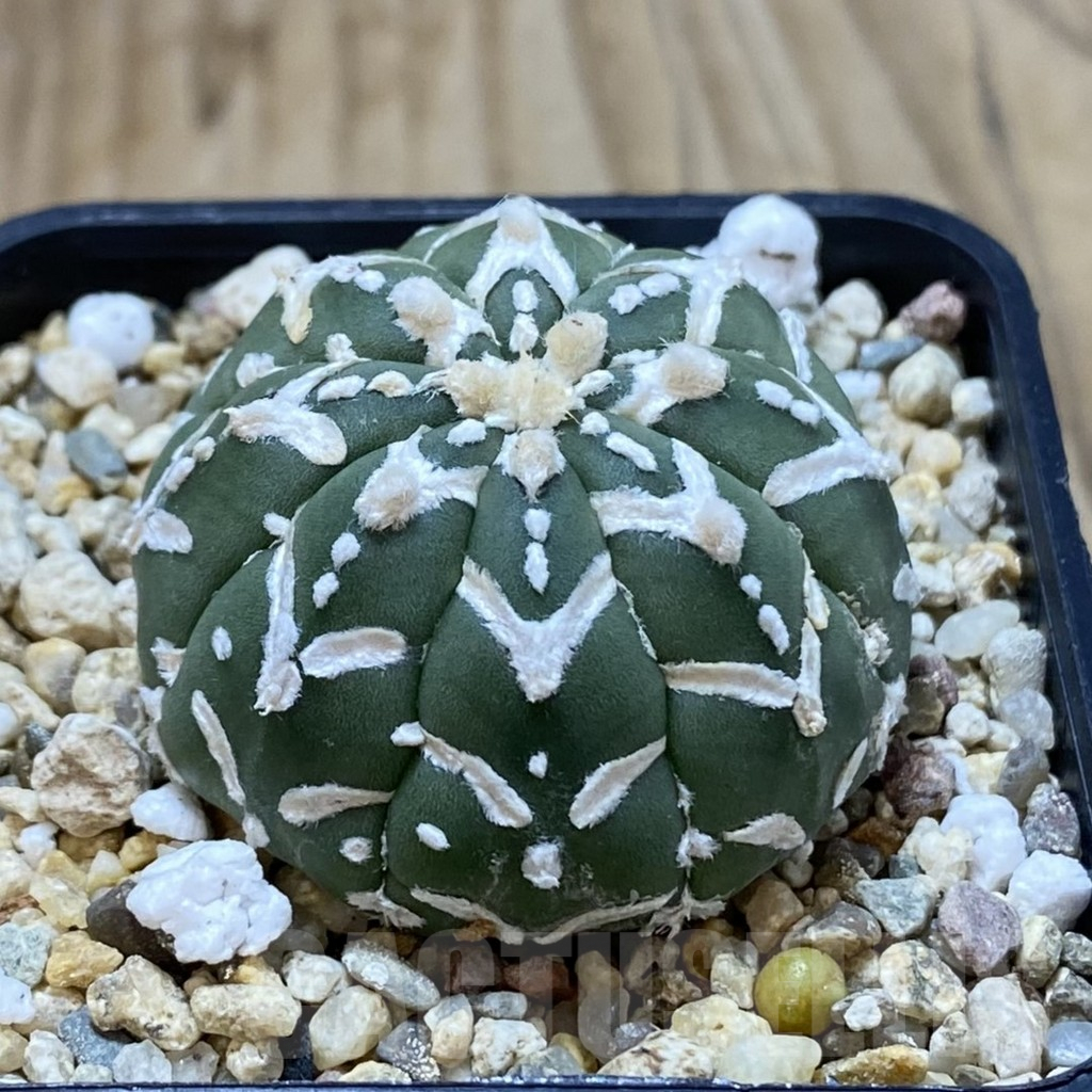 SHPR42178 Astrophytum asterias ‘Super Kabuto’ V-type f. nudum - 画像 (2)