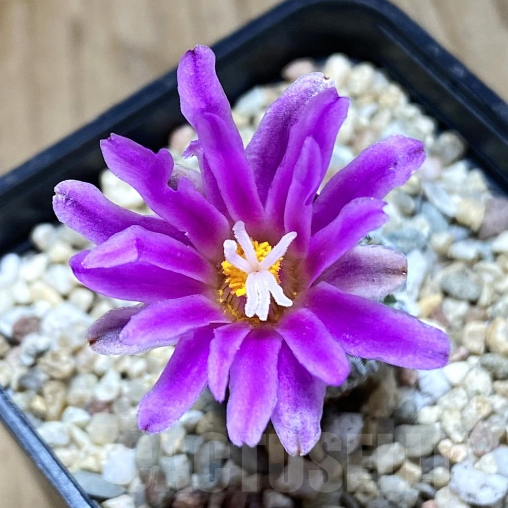 SHPR42095 Turbinicarpus pseudopectinatus f. rubriflorus