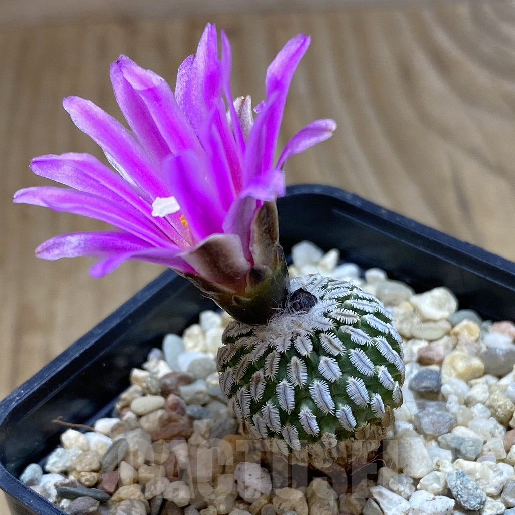 SHPR42095 Turbinicarpus pseudopectinatus f. rubriflorus - 画像 (2)