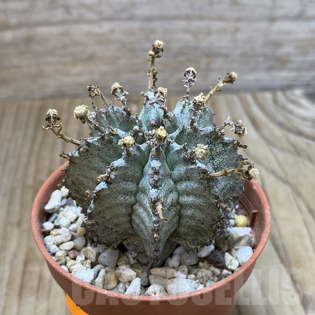 SHPR42187 Euphorbia horrida v. alba, seedling - Image 2