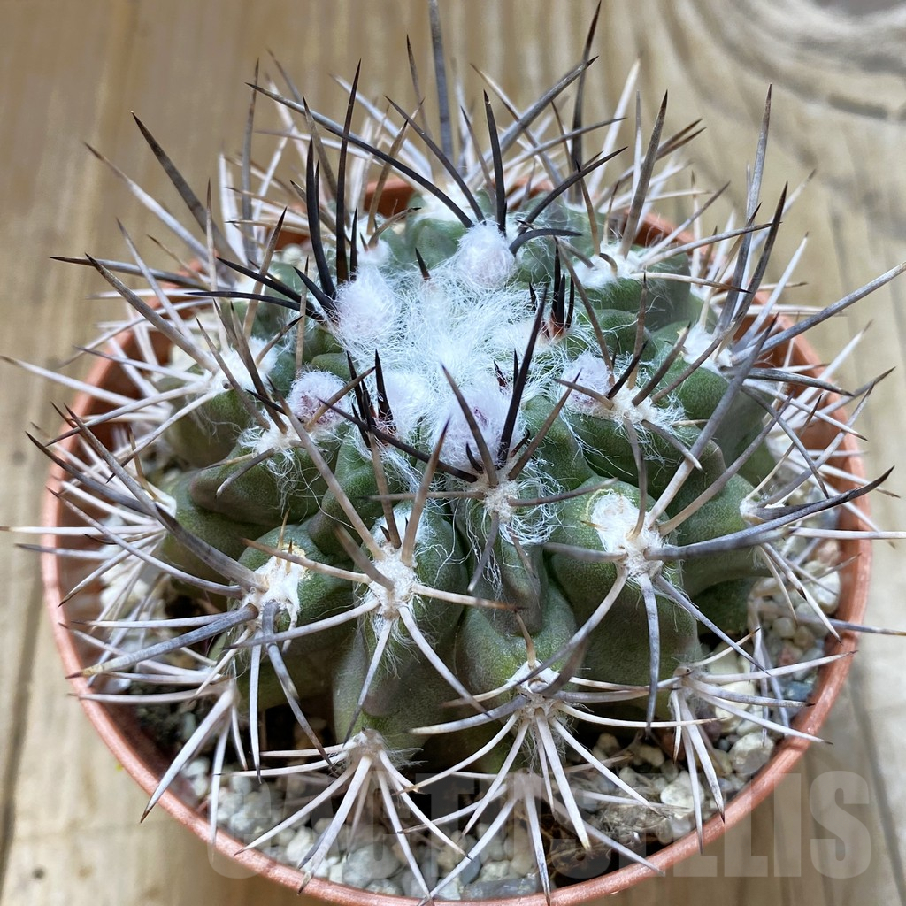 SHPR42188 Neochilenia floccosa