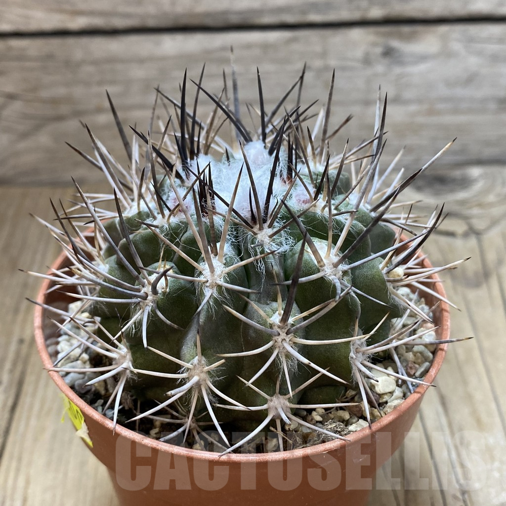 SHPR42188 Neochilenia floccosa - Image 2