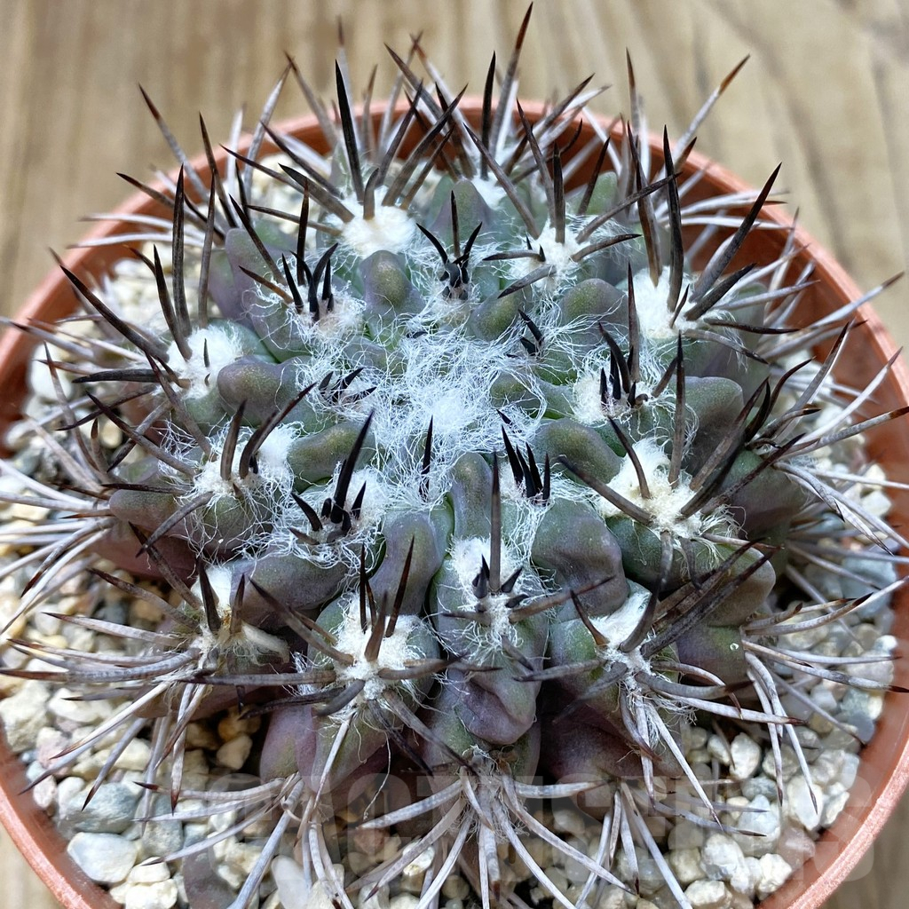 SHPR42189 Neochilenia floccosa