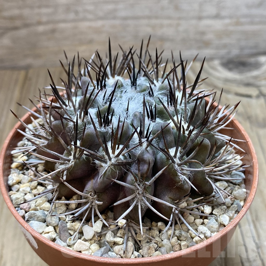 SHPR42189 Neochilenia floccosa - Image 2