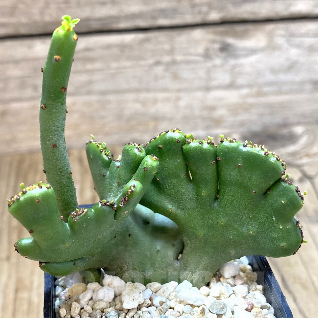 SHPR42097 Euphorbia leucodendron f. cristata