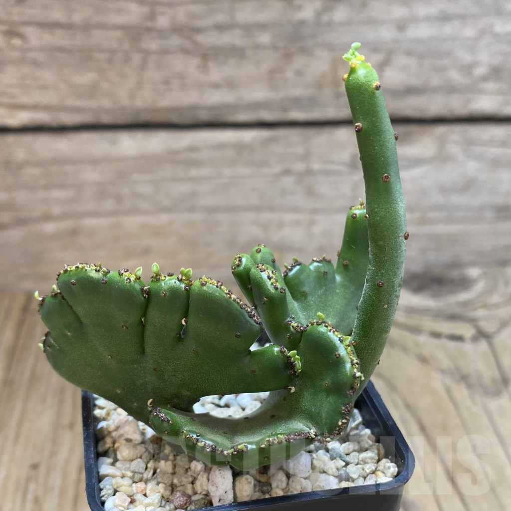 SHPR42097 Euphorbia leucodendron f. cristata - 画像 (2)