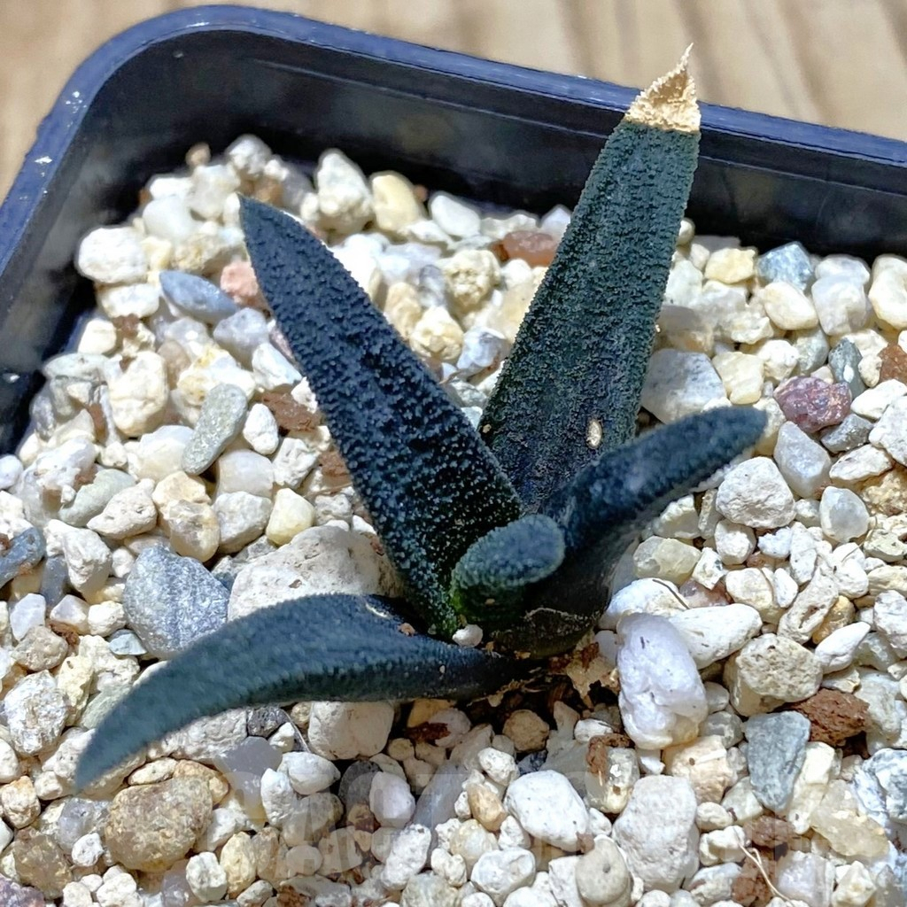 SHPR42102 Haworthia sordida