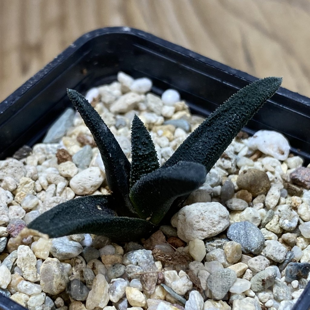 SHPR42102 Haworthia sordida - Image 2
