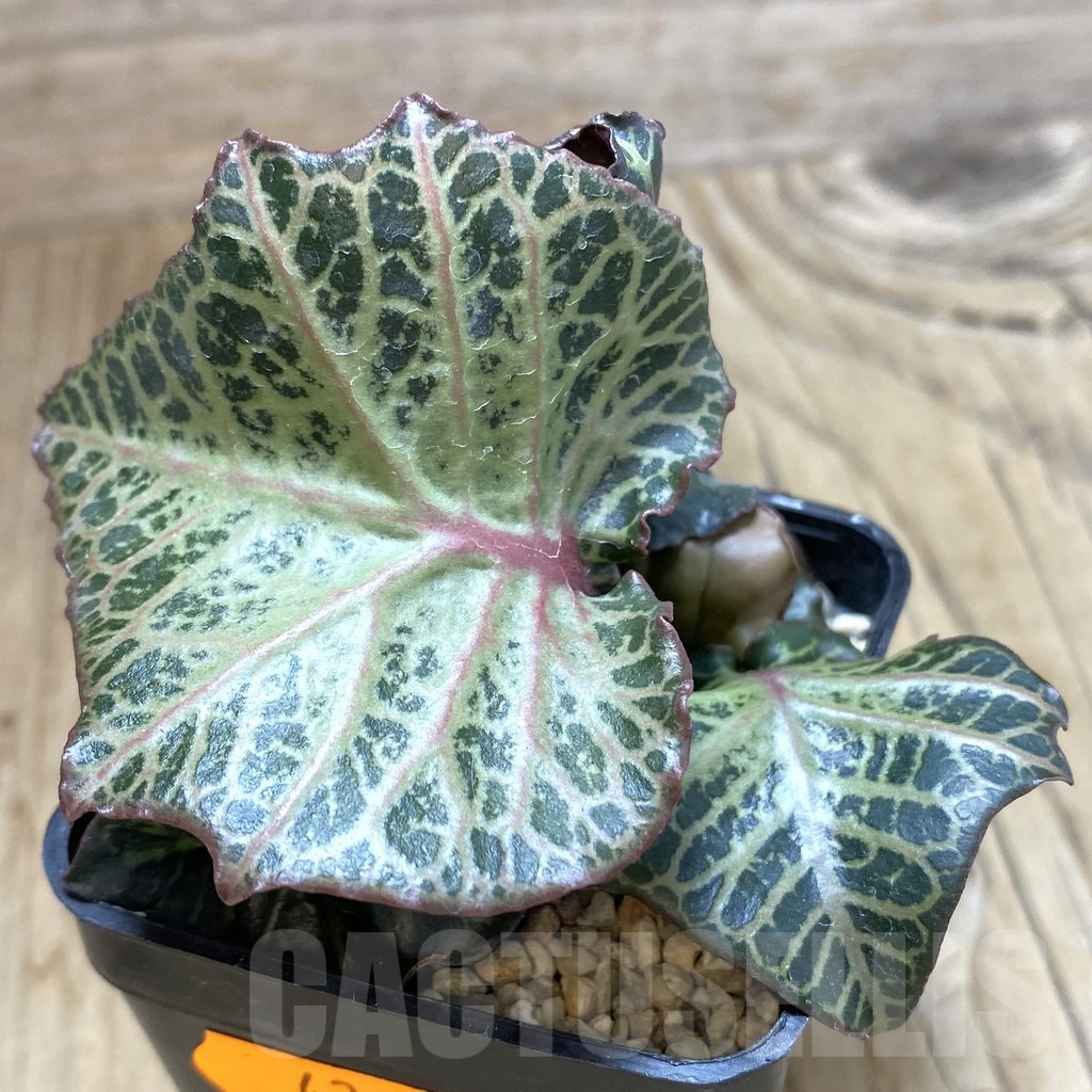 SHPR42105 Euphorbia francoisii hybrid