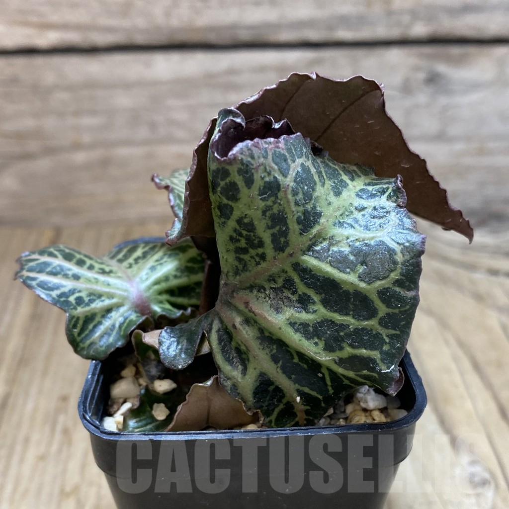 SHPR42105 Euphorbia francoisii hybrid - Image 2