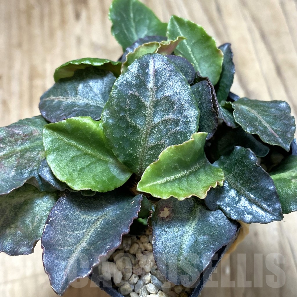 SHPR42106 Euphorbia francoisii hybrid