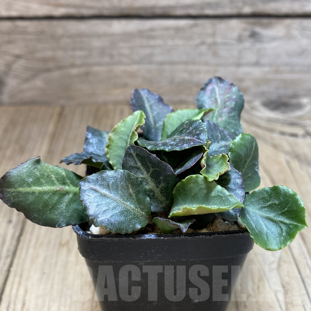 SHPR42106 Euphorbia francoisii hybrid - Image 2