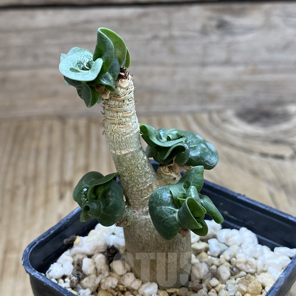 SHPR42107 Adenium mini - Image 2