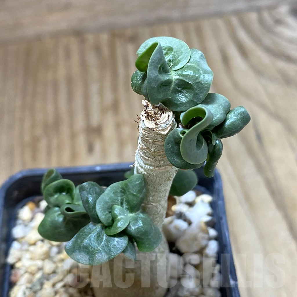 SHPR42107 Adenium mini