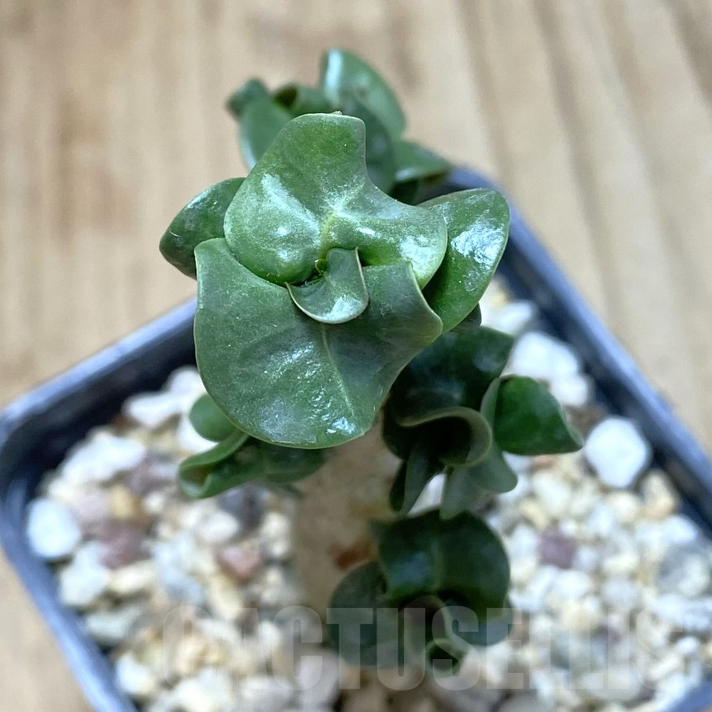 SHPR42108 Adenium mini