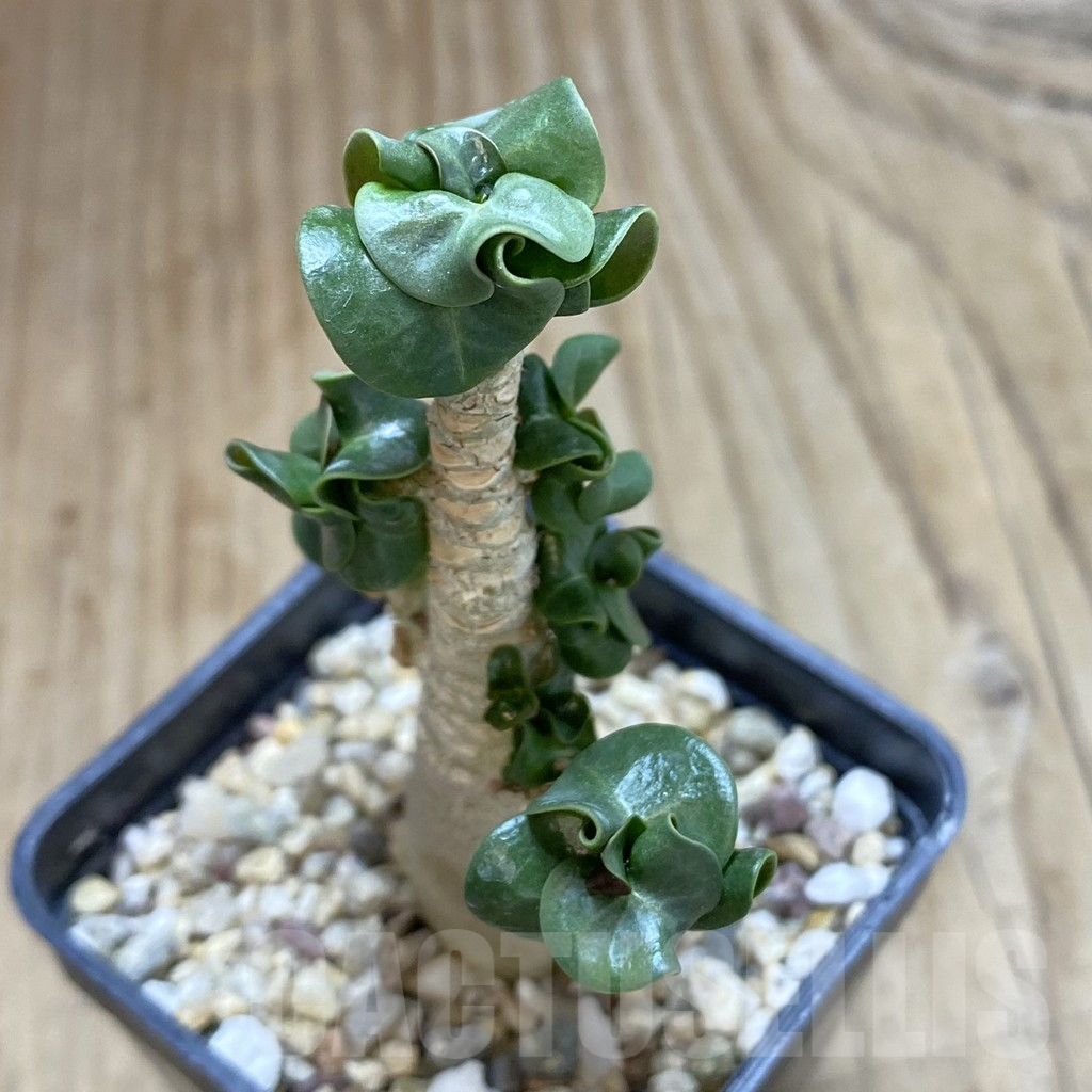 SHPR42108 Adenium mini - Image 2