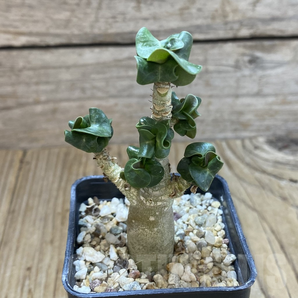 SHPR42108 Adenium mini - Image 3