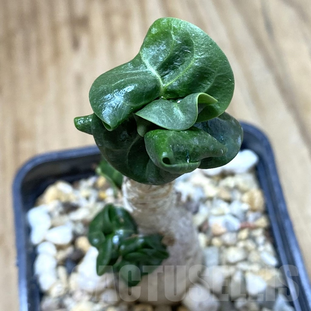 SHPR42110 Adenium mini
