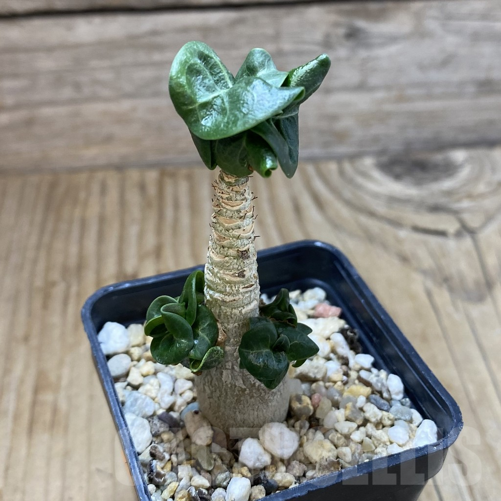 SHPR42110 Adenium mini - Image 2