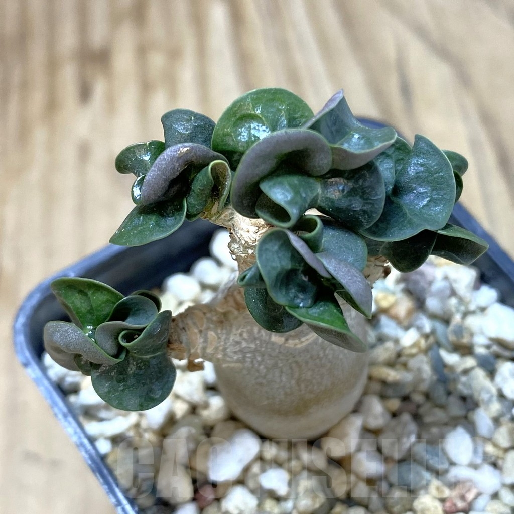 SHPR42111 Adenium mini - Image 2