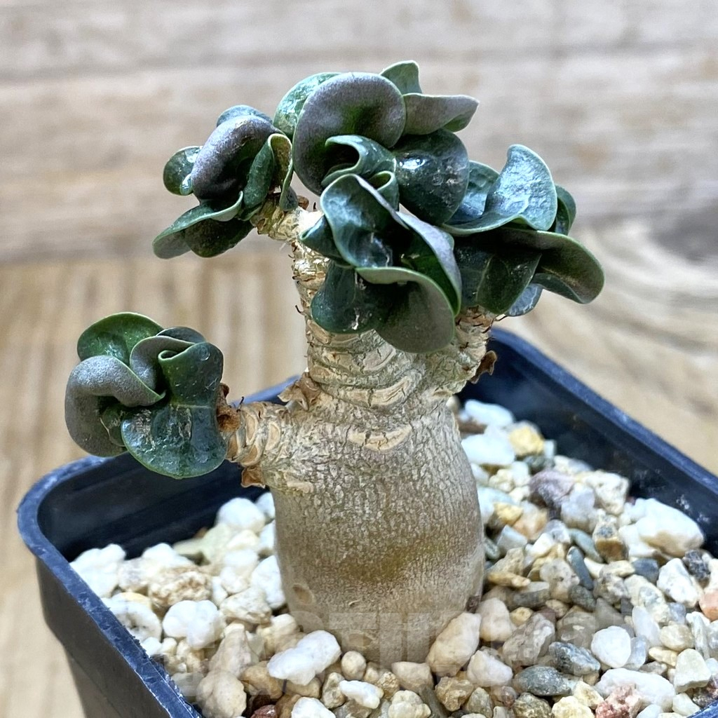 SHPR42111 Adenium mini