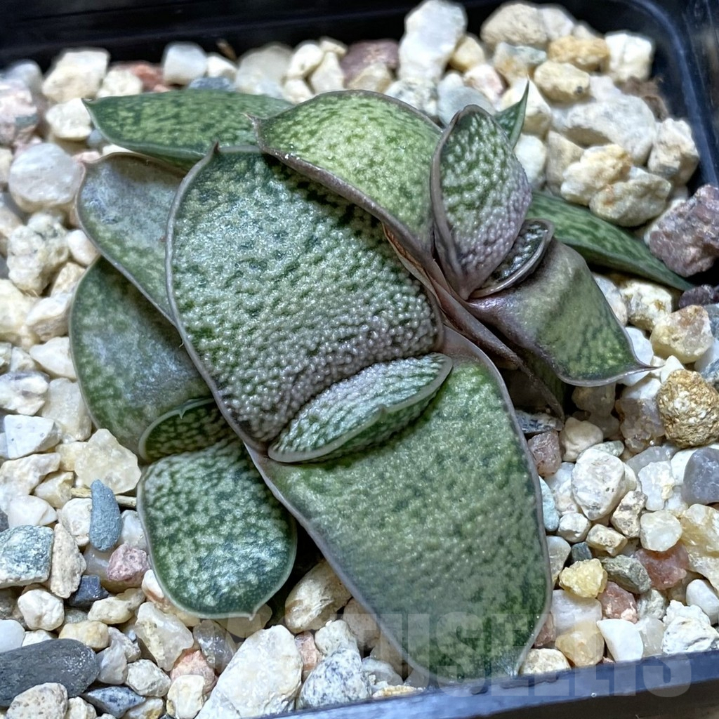 SHPR42151 Gasteria hybrid seedling
