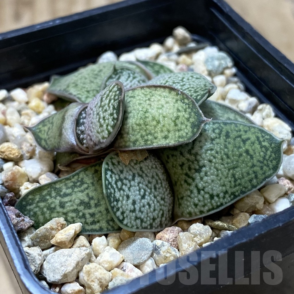 SHPR42151 Gasteria hybrid seedling - Image 2