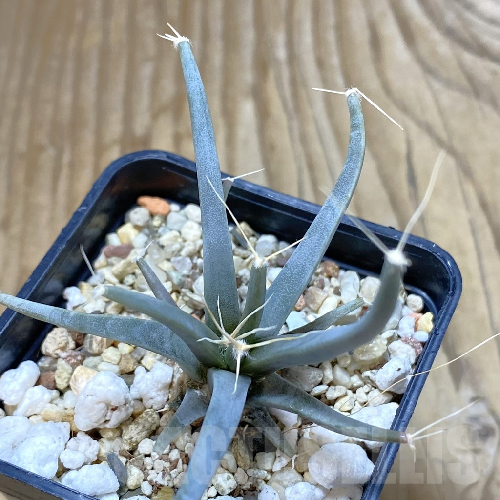 SHPR42153 Leuchtenbergia principis