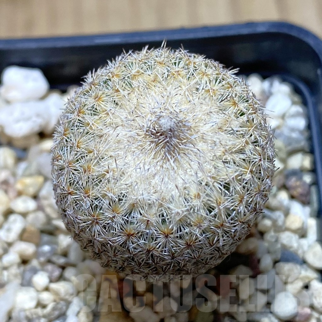 SHPR42092 Epithelantha bokei