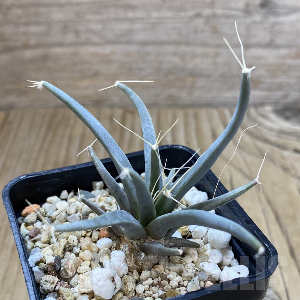 SHPR42153 Leuchtenbergia principis - Image 2