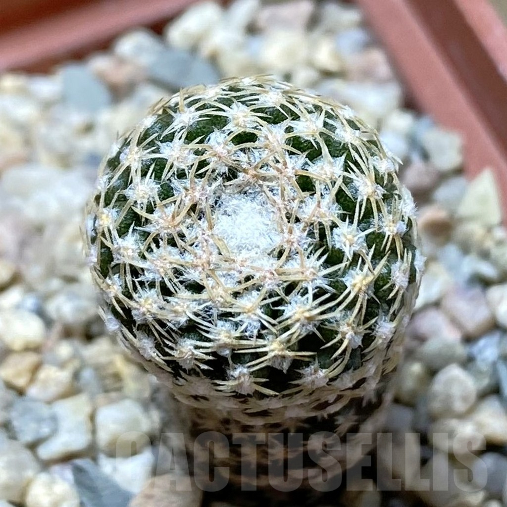 SHPR42154 Thelocephala duripulpa AW 94