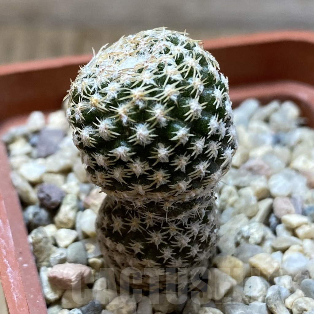 SHPR42154 Thelocephala duripulpa AW 94 - 画像 (2)