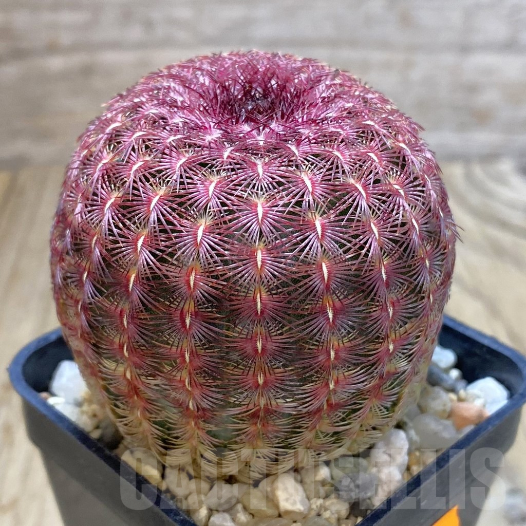 SHPR42156 Echinocereus rigidissimus v. rubispinus