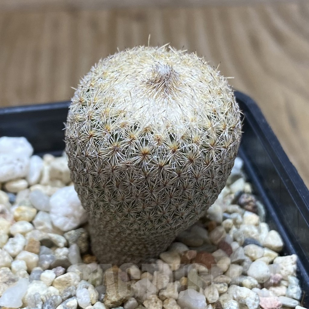 SHPR42092 Epithelantha bokei - immagine 2