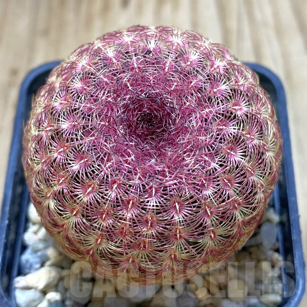 SHPR42157 Echinocereus rigidissimus v. rubispinus - 画像 (2)