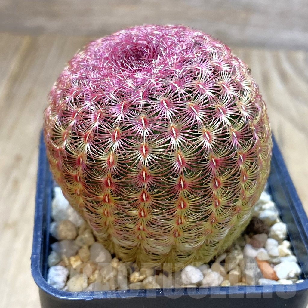 SHPR42157 Echinocereus rigidissimus v. rubispinus