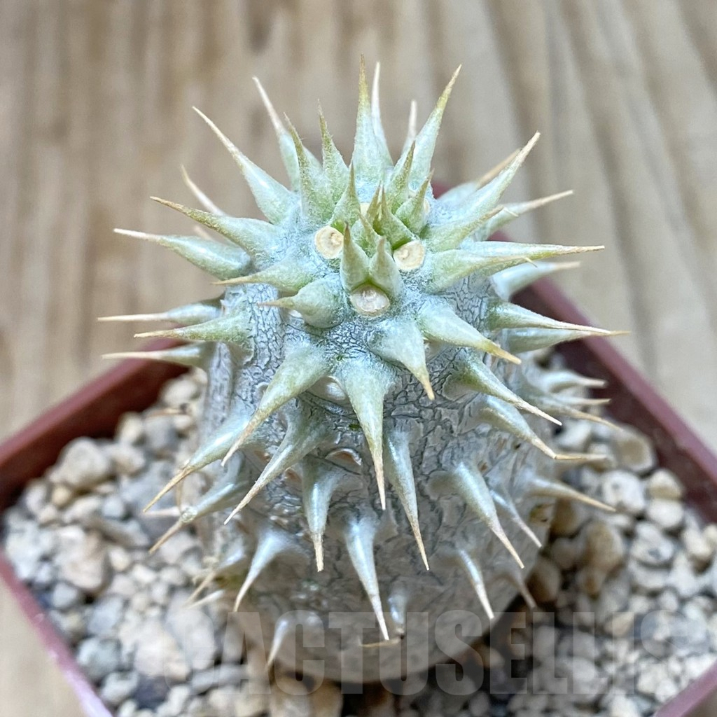 SHPR42196 Pachypodium eburneum shiny leaf