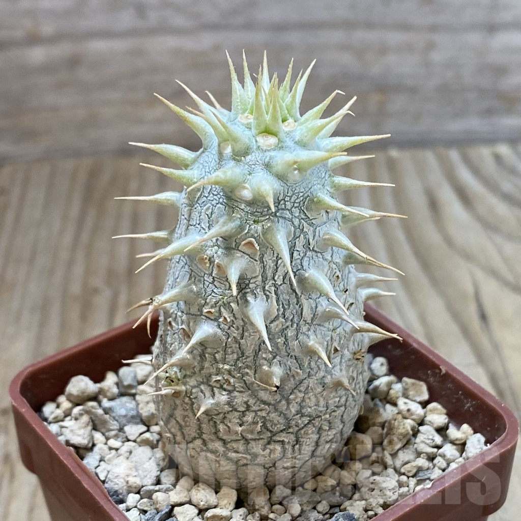 SHPR42196 Pachypodium eburneum shiny leaf – Bild 2