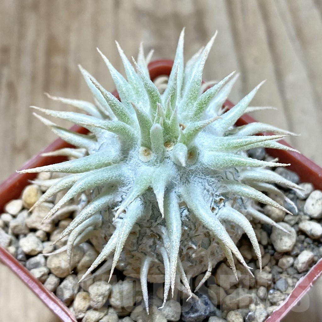 SHPR42197 Pachypodium eburneum shiny leaf