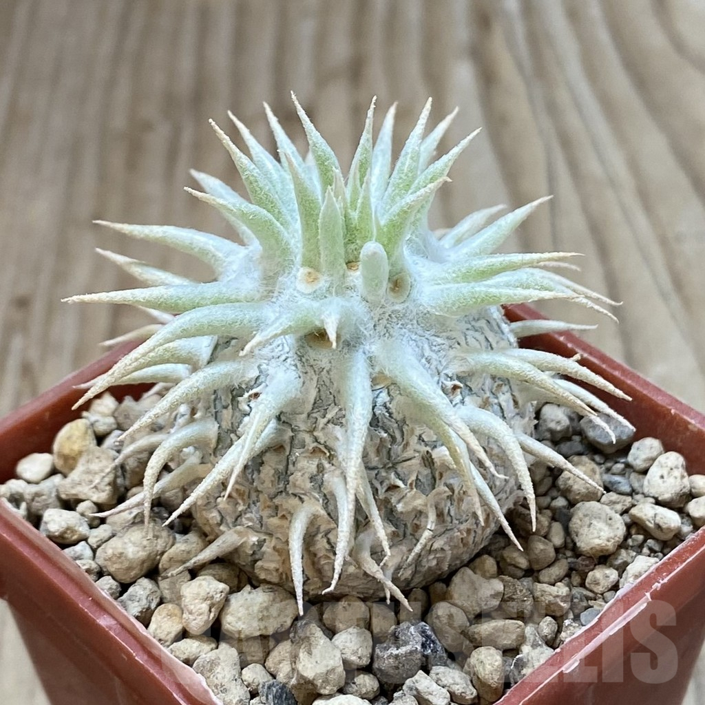 SHPR42197 Pachypodium eburneum shiny leaf - Image 2