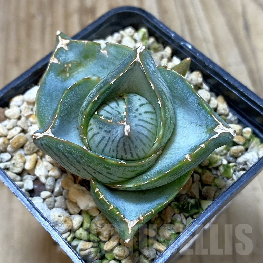 SHPR42202 Agave pumila