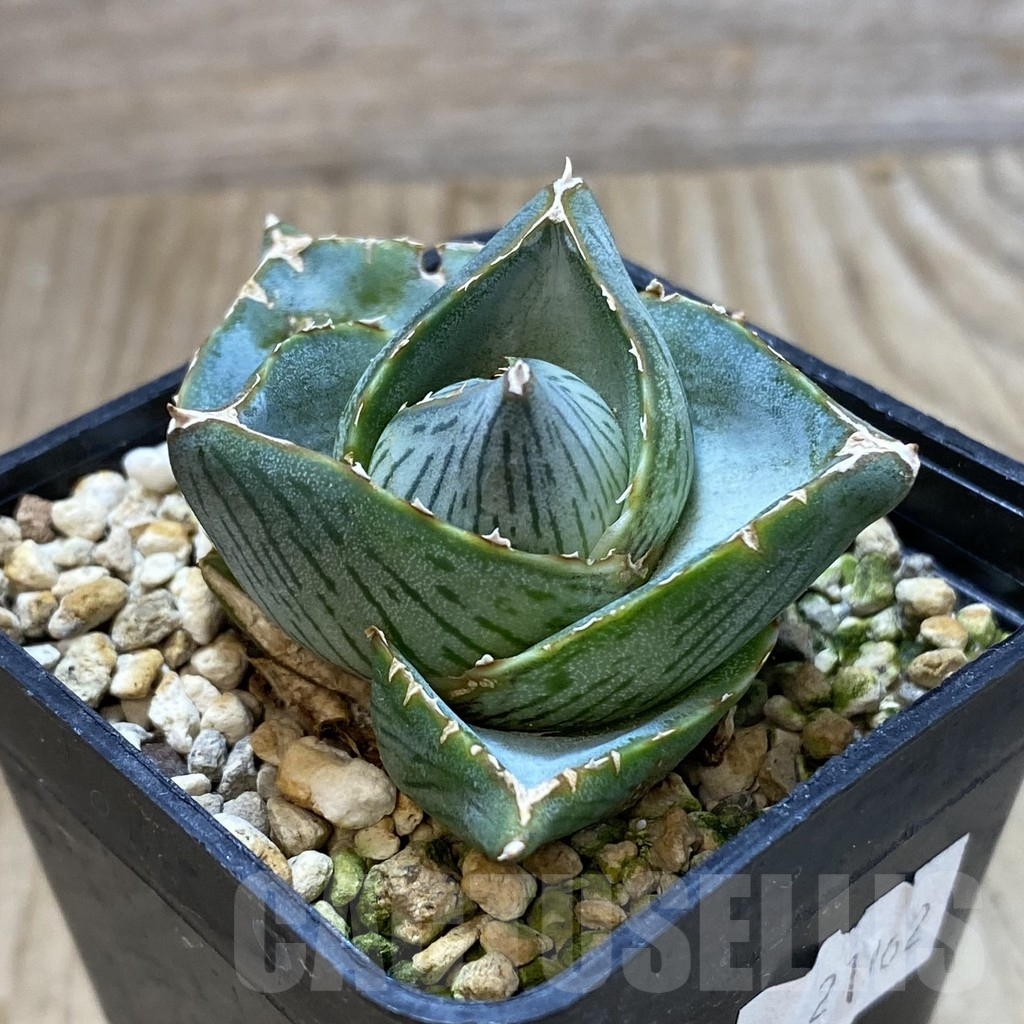 SHPR42202 Agave pumila - immagine 2