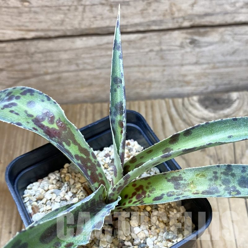 SHPR42190 Mangave 'Chocolate Chip'