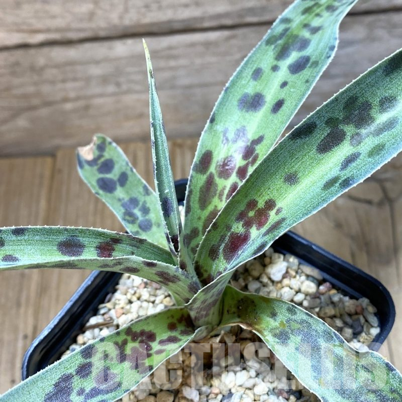 SHPR42191 Mangave 'Chocolate Chip'