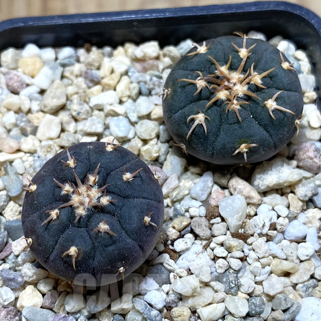 SHPR42298 Gymnocalycium spegazzinii v. unguispinum SL 443, 2 plants