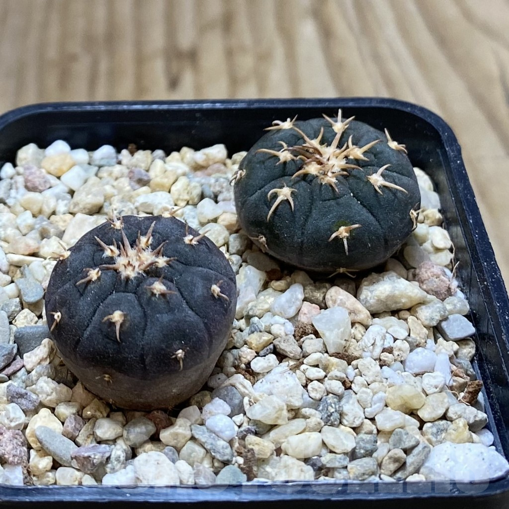 SHPR42298 Gymnocalycium spegazzinii v. unguispinum SL 443, 2 plants - Image 2