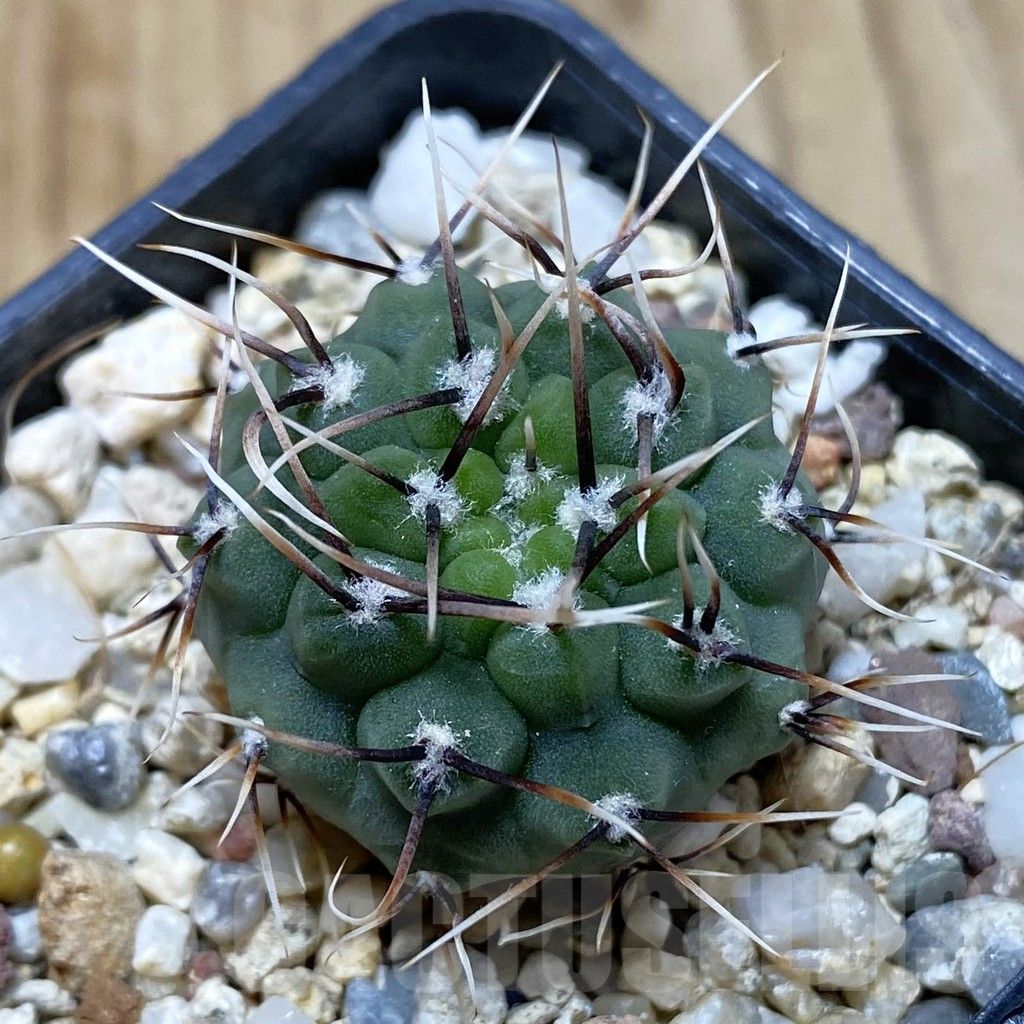 SHPR42300 Gymnocalycium ochoterenae GN 101-253