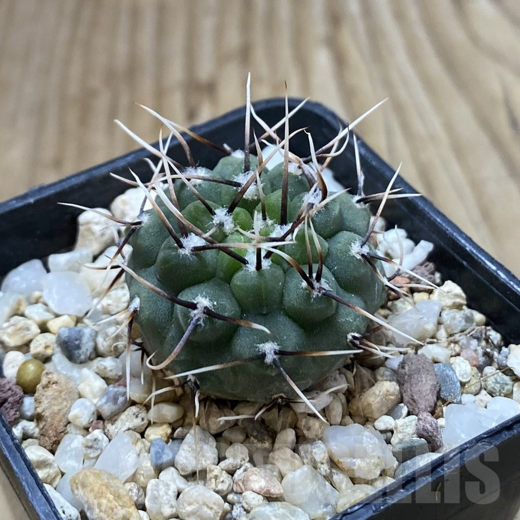 SHPR42300 Gymnocalycium ochoterenae GN 101-253 - immagine 2