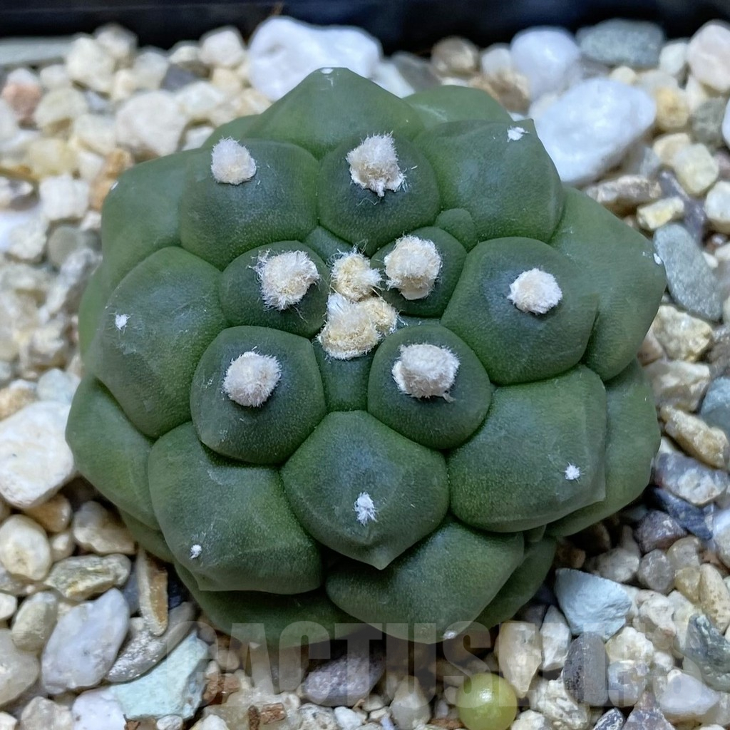 SHPR42267 Astrophytum asterias ‘Kikko’
